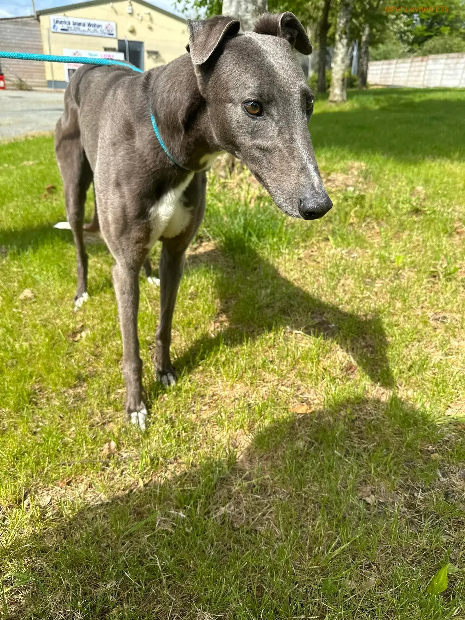 Roxy adozione levrieri greyhound 10 1