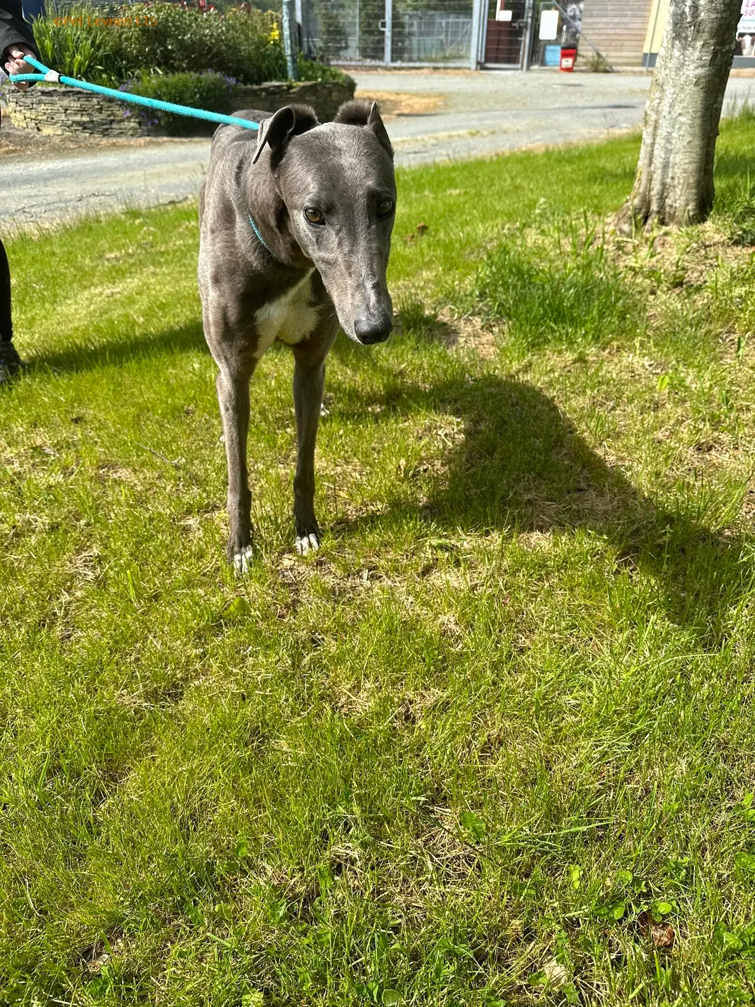 Roxy adozione levrieri greyhound 12