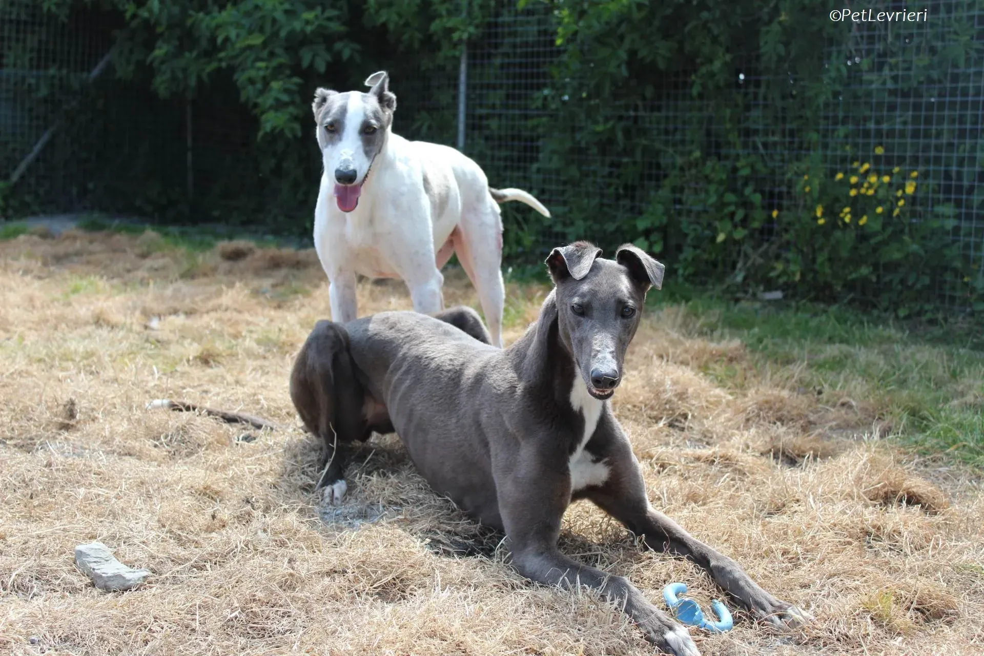 Roxy adozione levrieri greyhound 13