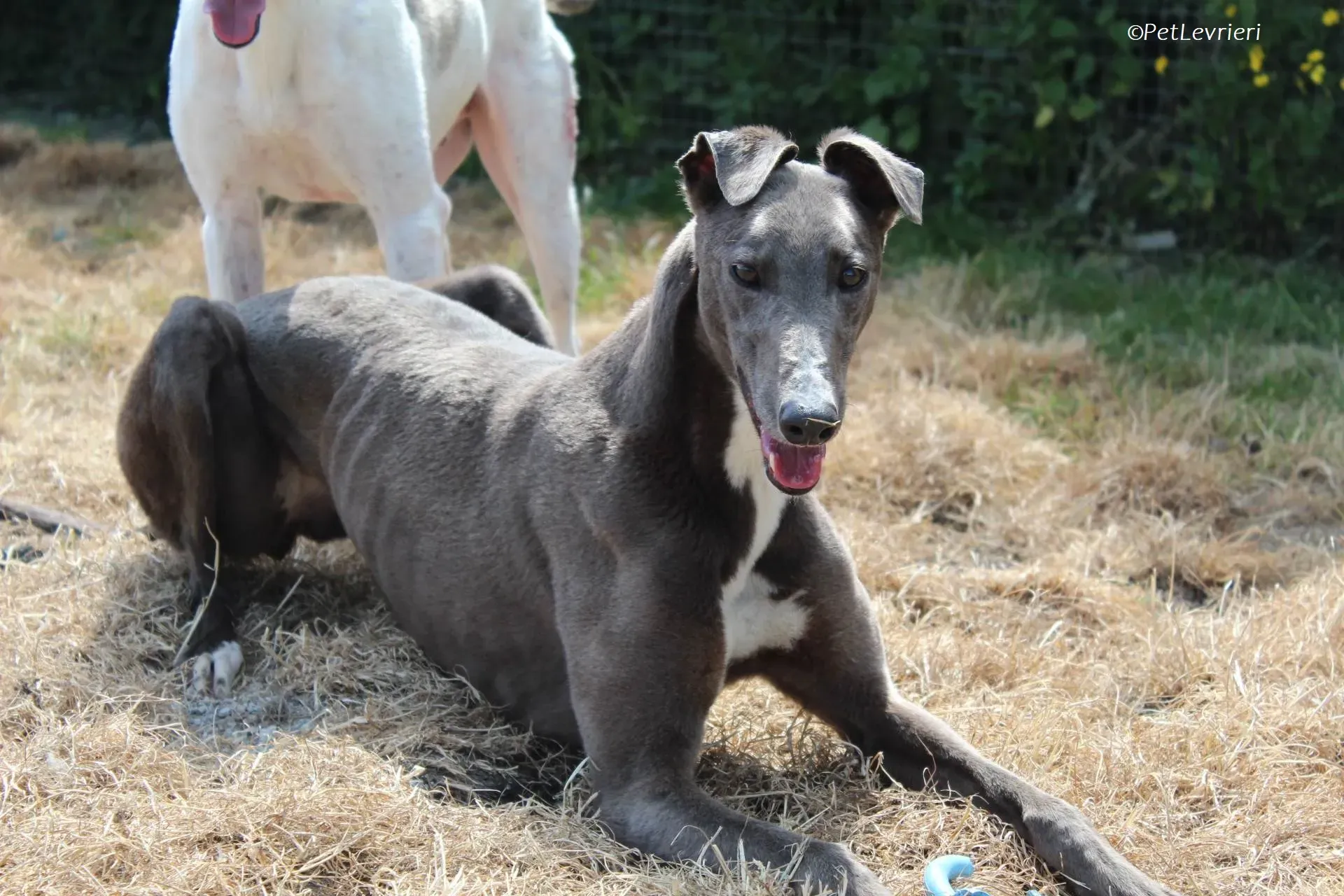 Roxy adozione levrieri greyhound 14