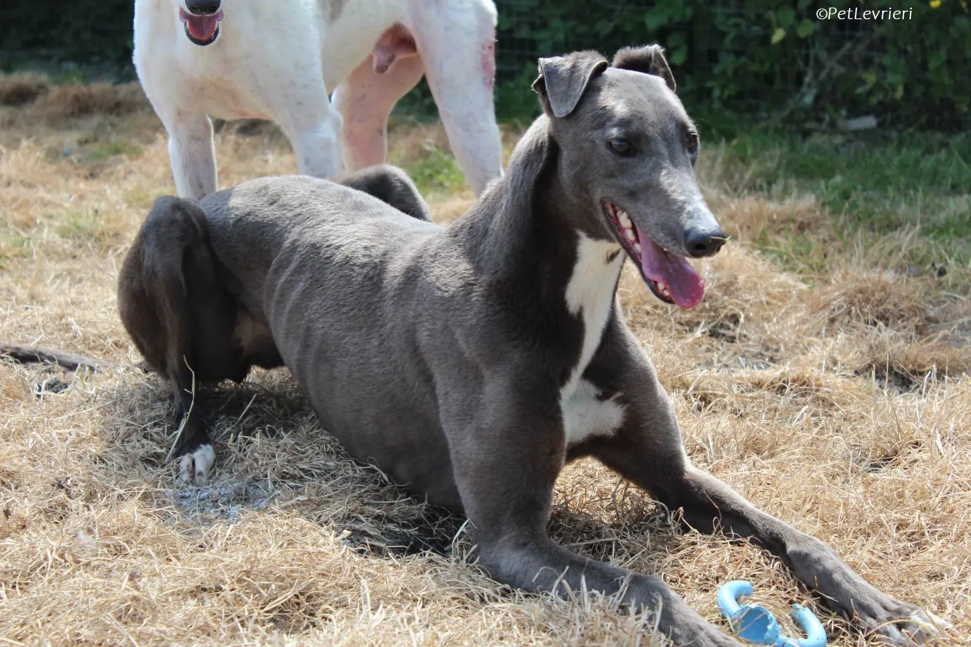 Roxy adozione levrieri greyhound 15