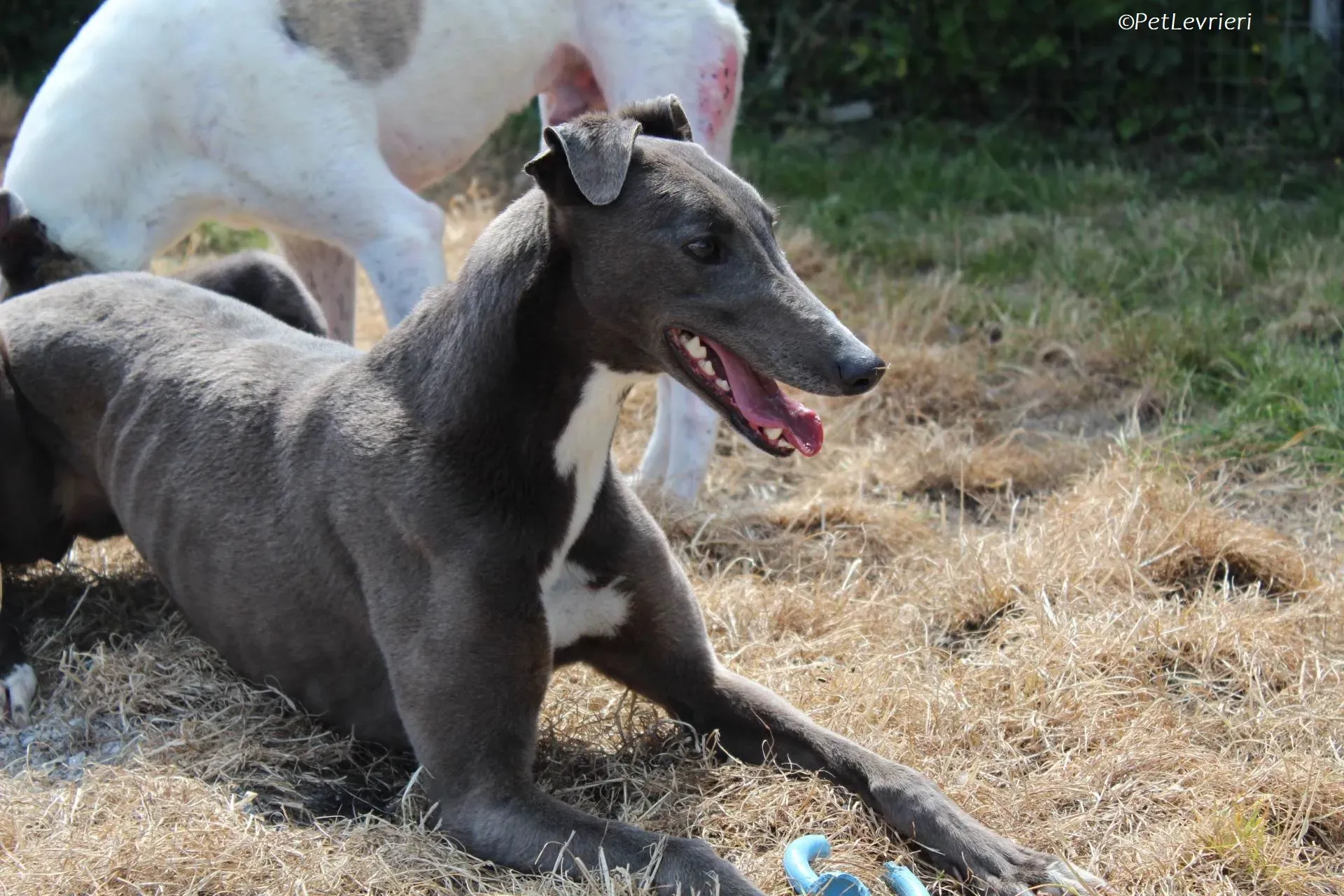 Roxy adozione levrieri greyhound 16