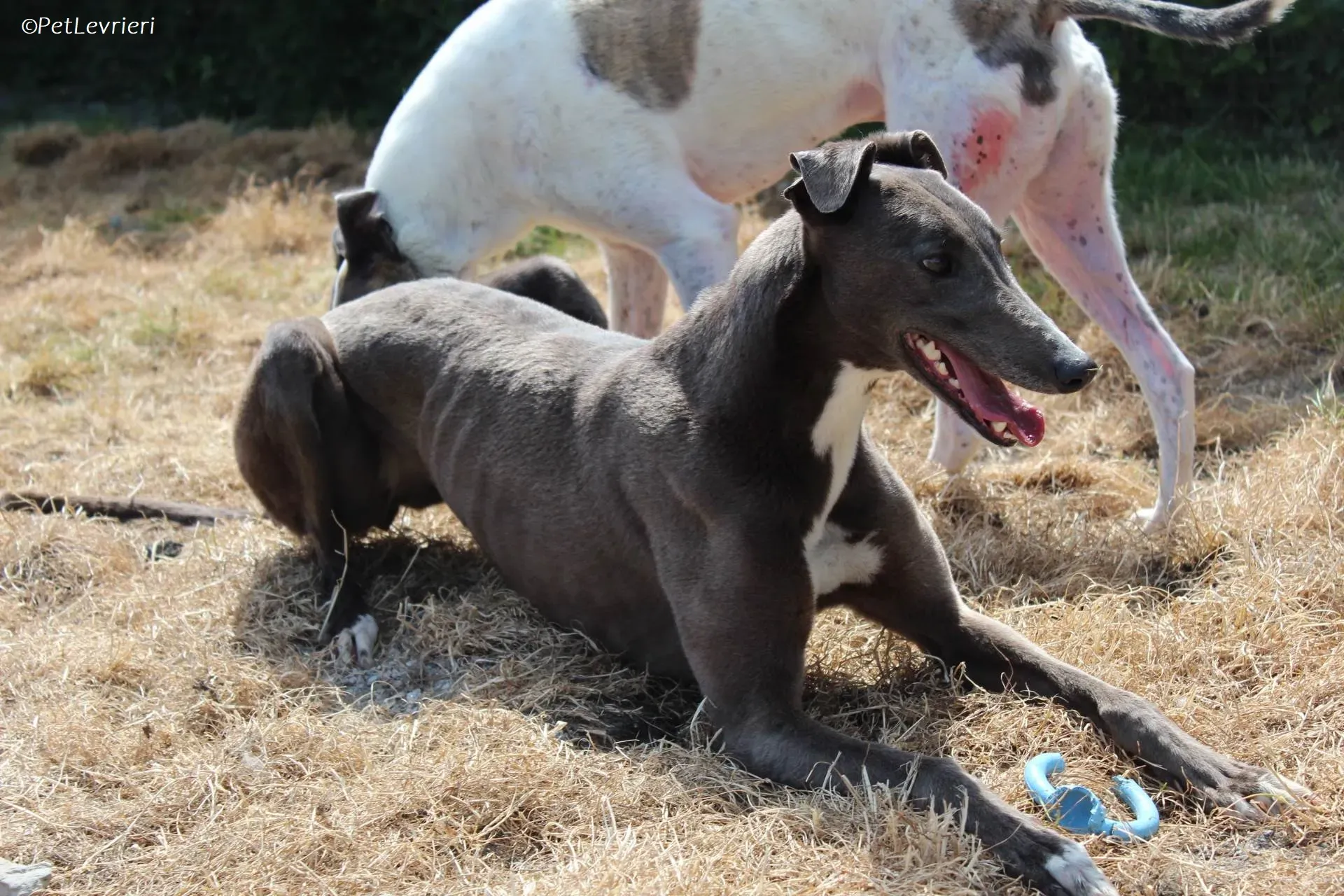 Roxy adozione levrieri greyhound 17