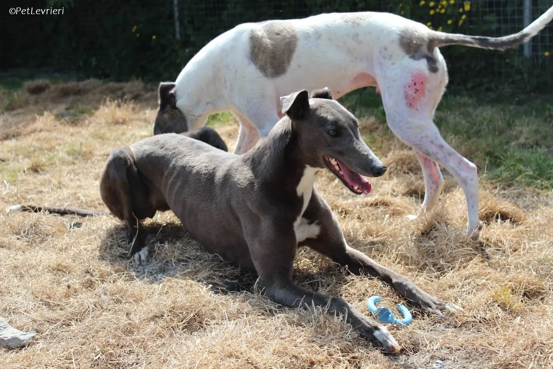 Roxy adozione levrieri greyhound 18