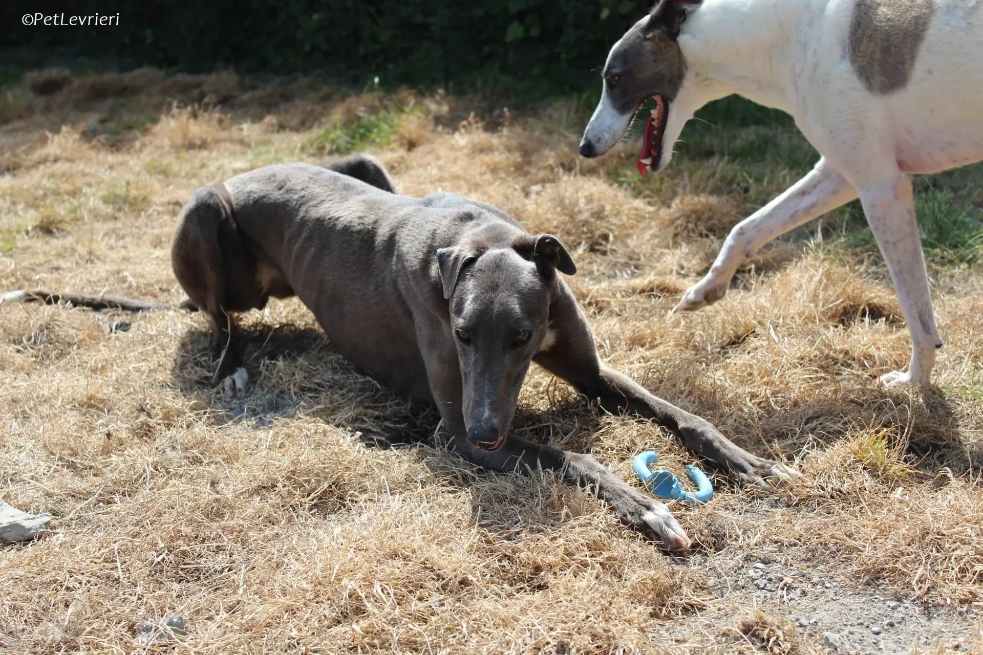 Roxy adozione levrieri greyhound 19