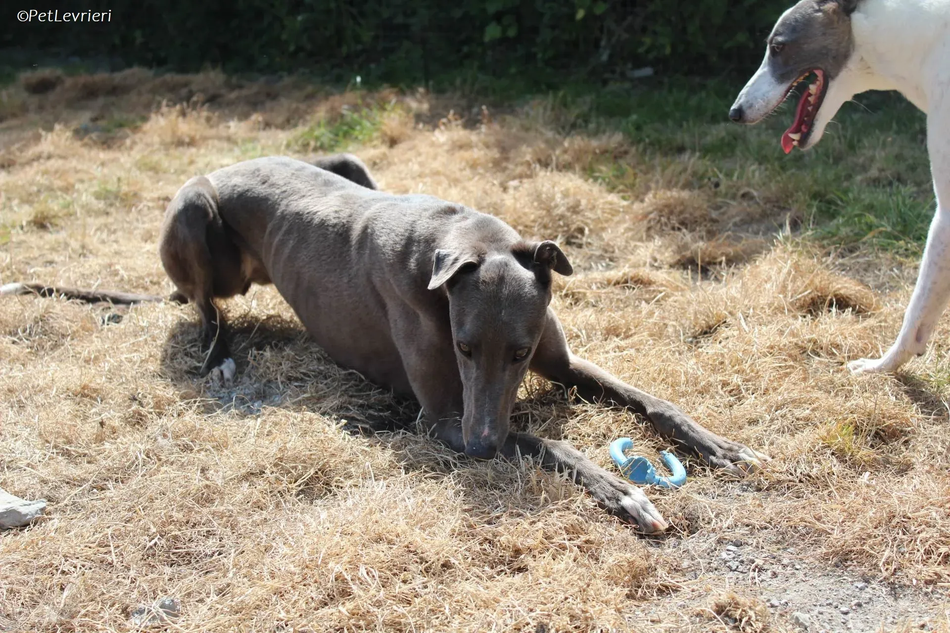 Roxy adozione levrieri greyhound 20