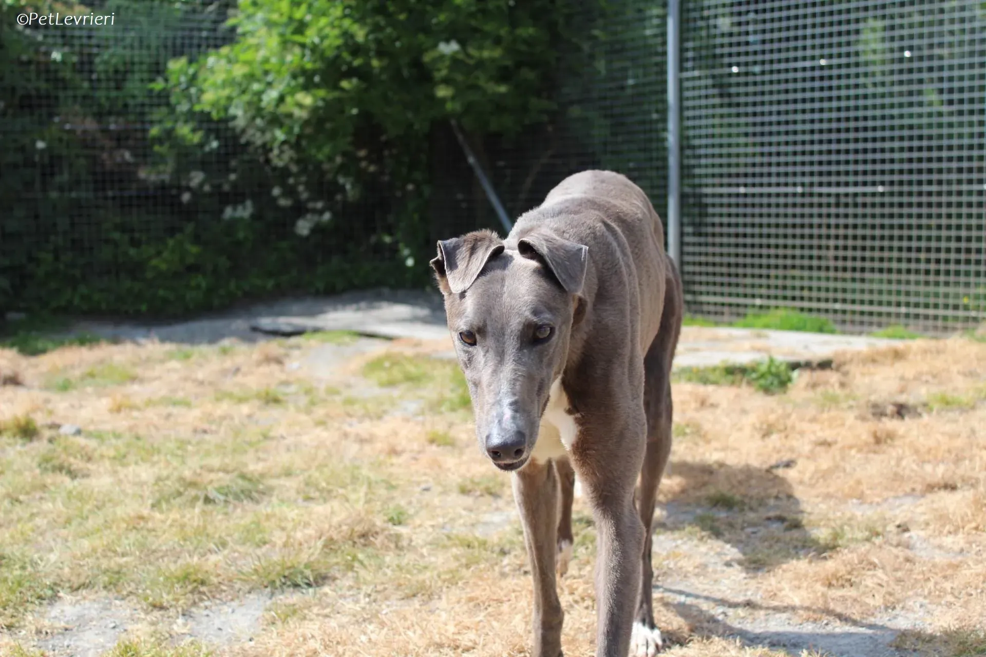 Roxy adozione levrieri greyhound 21