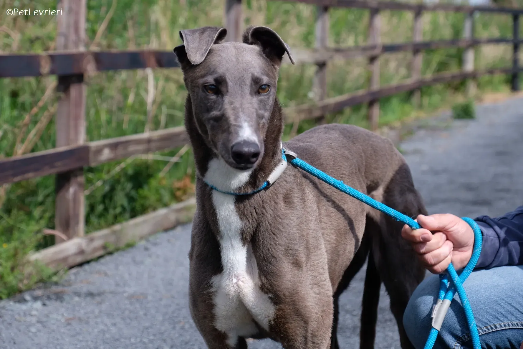 Roxy adozione levrieri greyhound 22