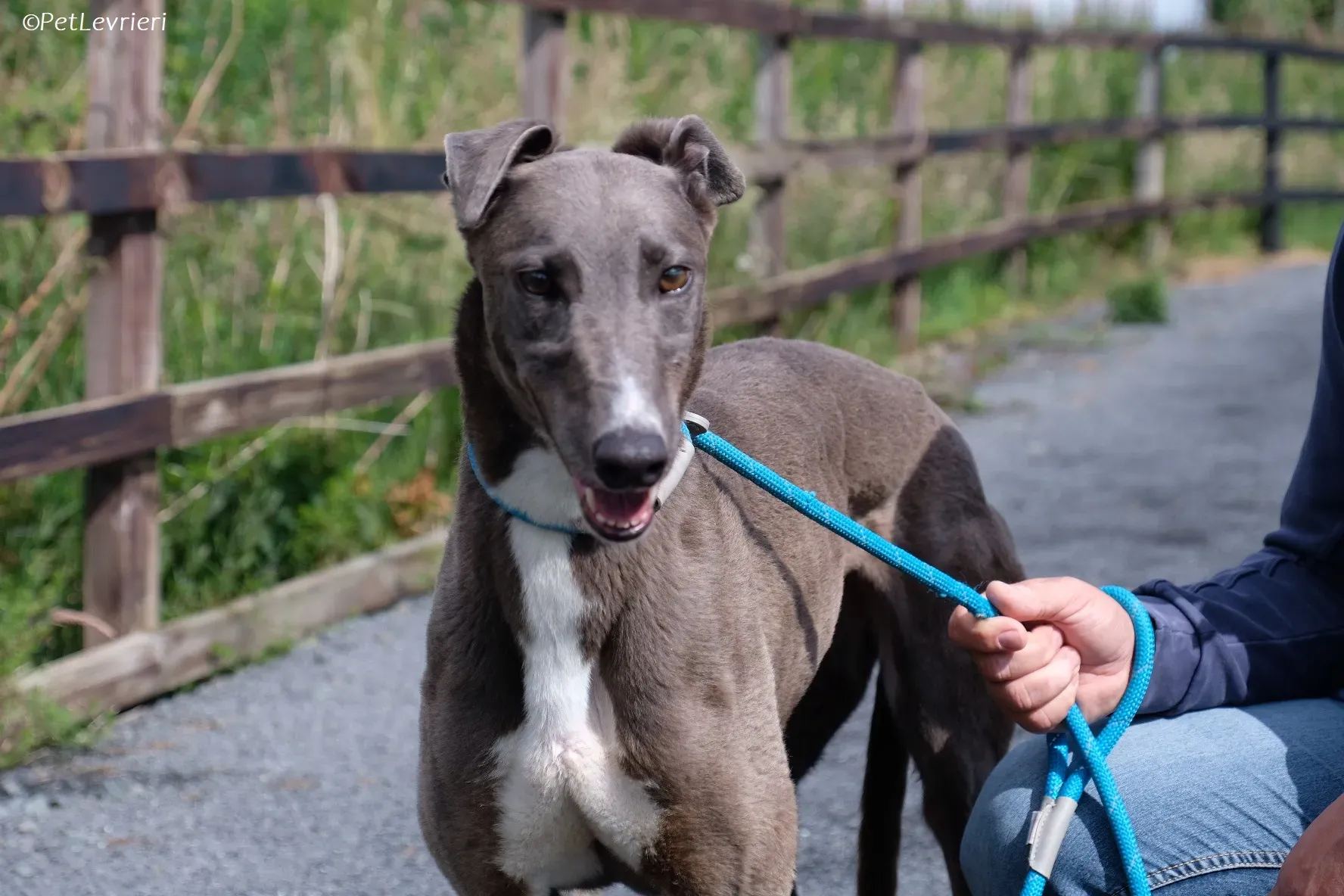 Roxy adozione levrieri greyhound 23