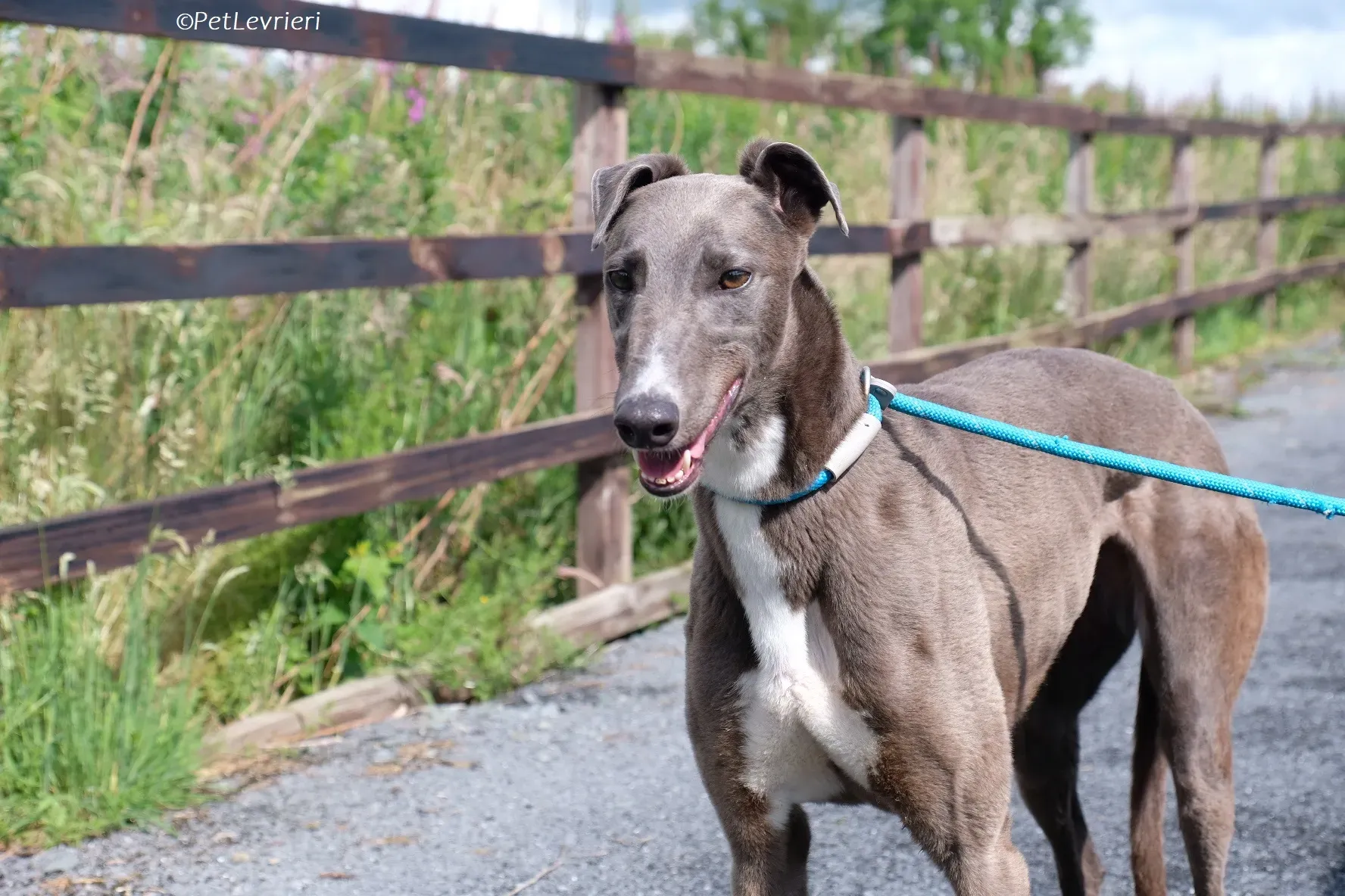 Roxy adozione levrieri greyhound 24