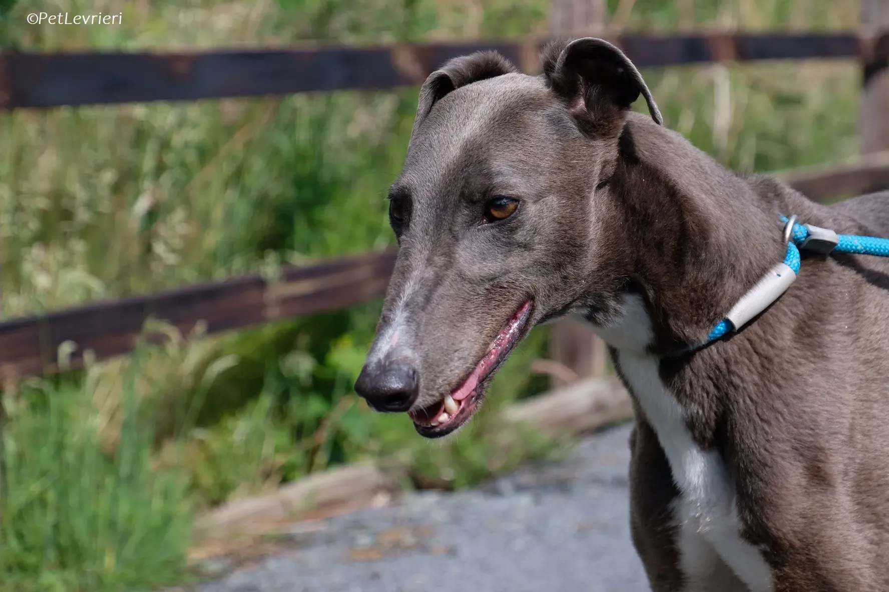 Roxy adozione levrieri greyhound 25