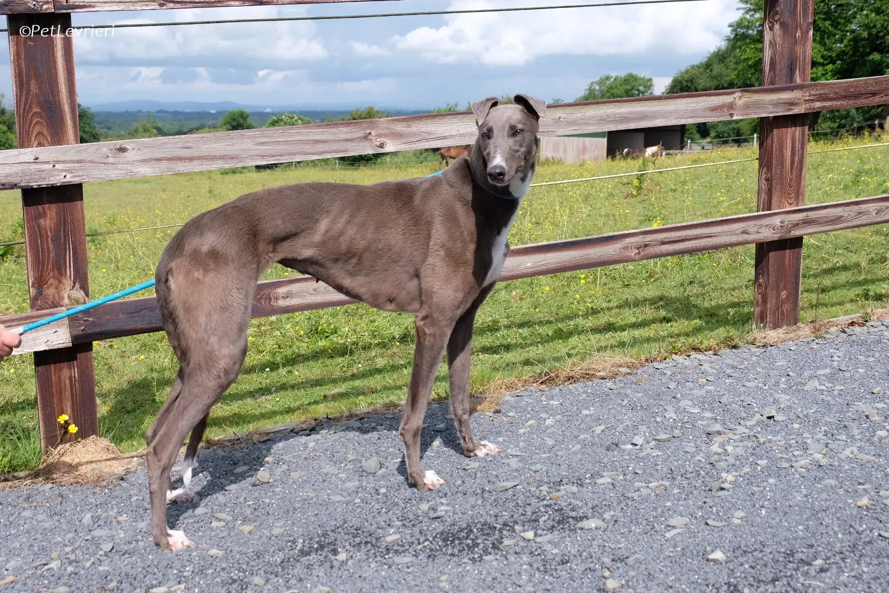 Roxy adozione levrieri greyhound 26