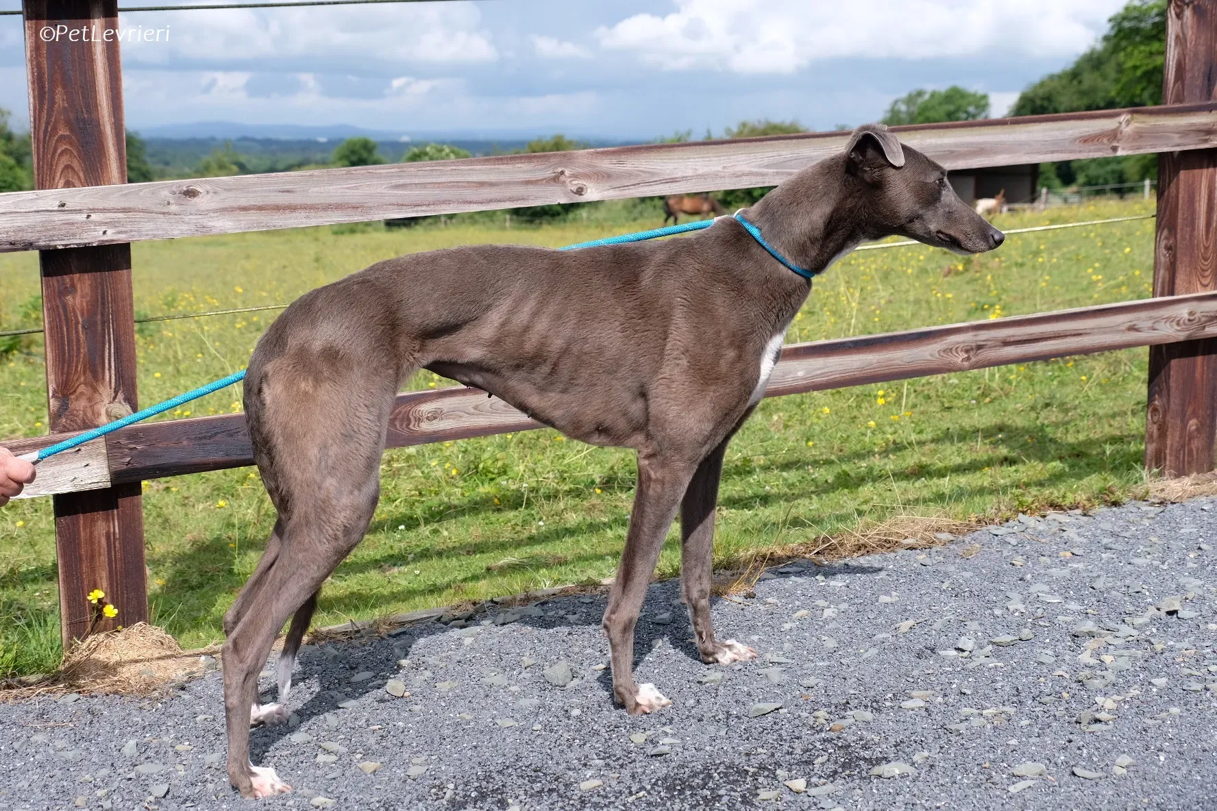 Roxy adozione levrieri greyhound 27