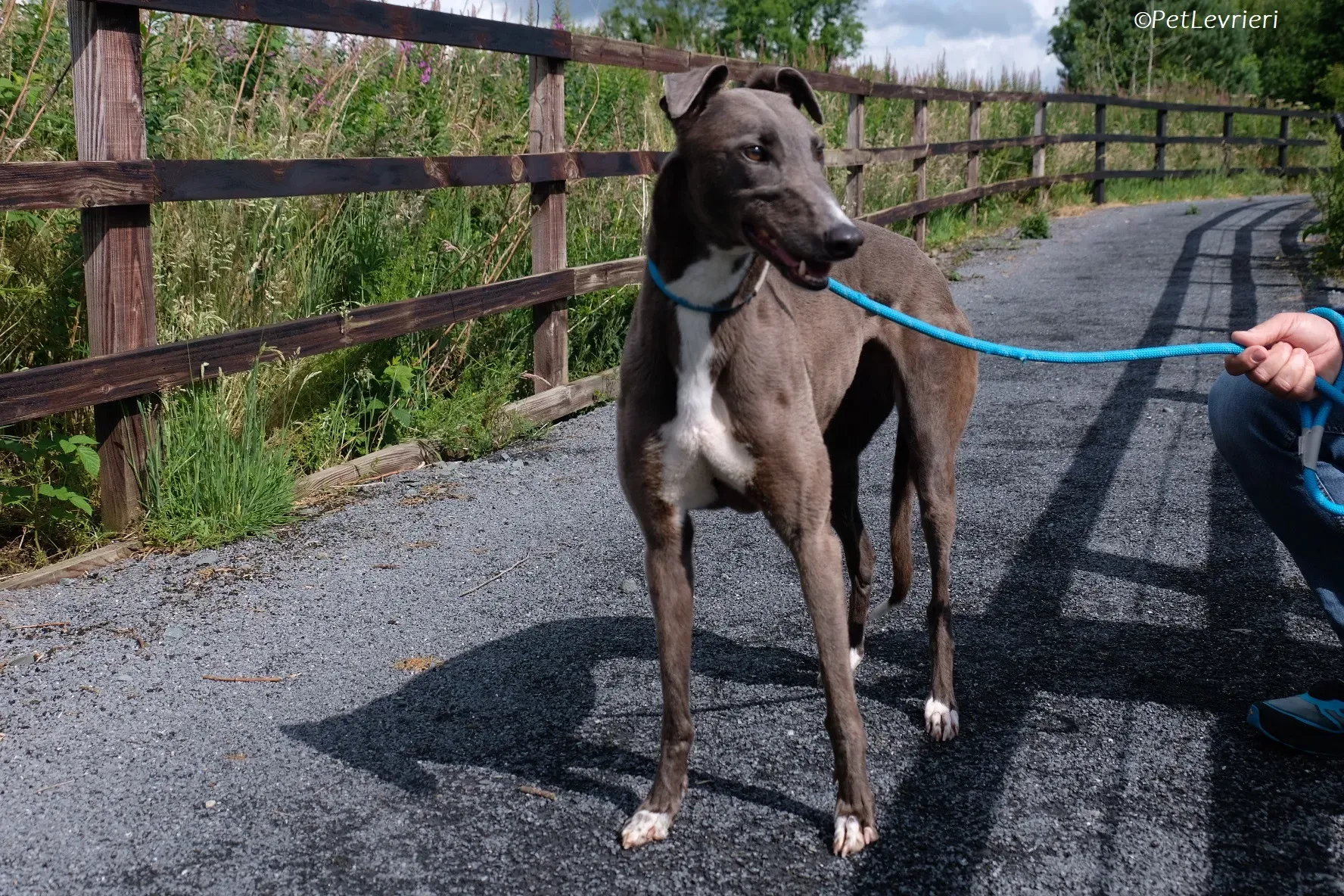 Roxy adozione levrieri greyhound 28