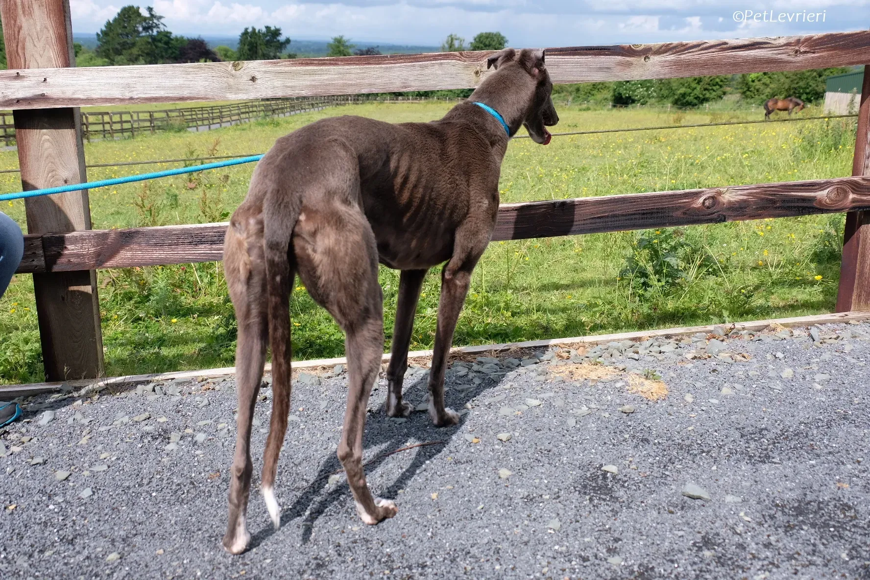 Roxy adozione levrieri greyhound 29