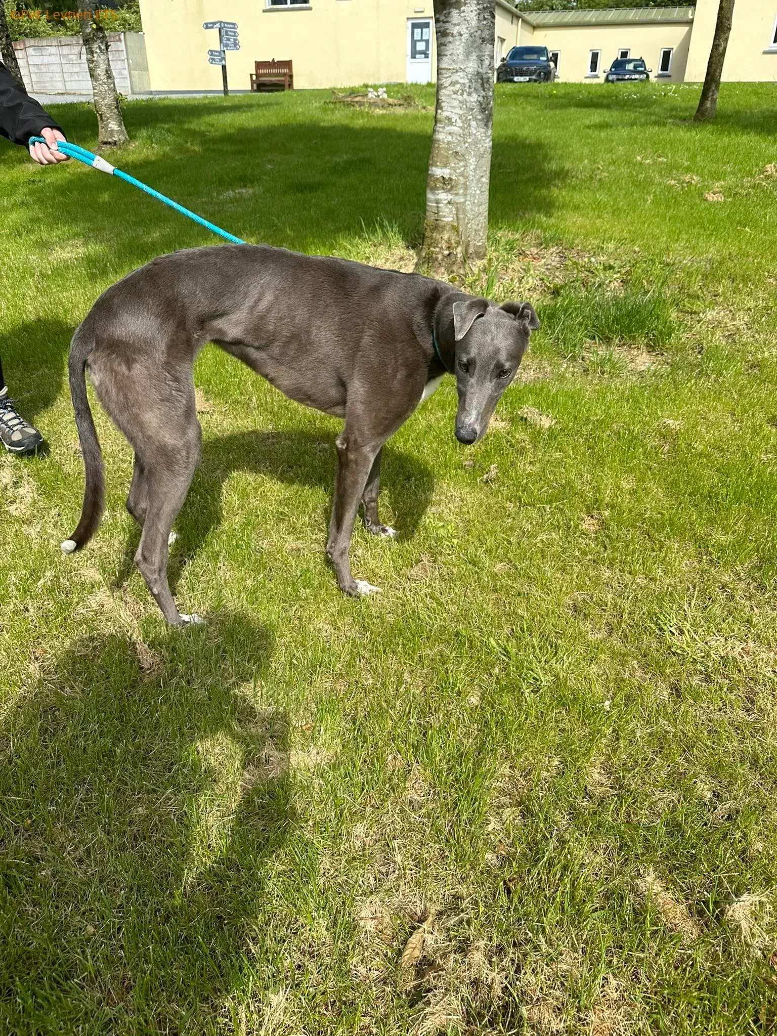 Roxy adozione levrieri greyhound 3 1