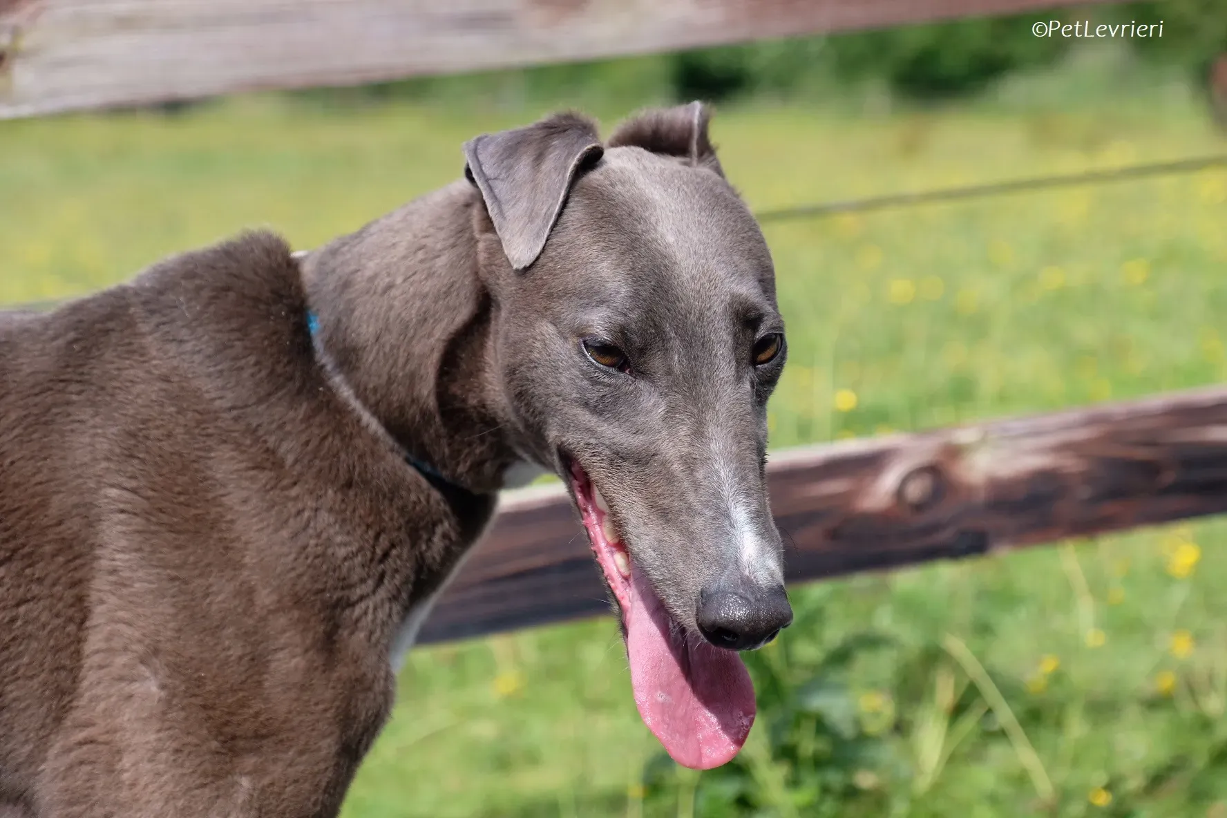 Roxy adozione levrieri greyhound 30