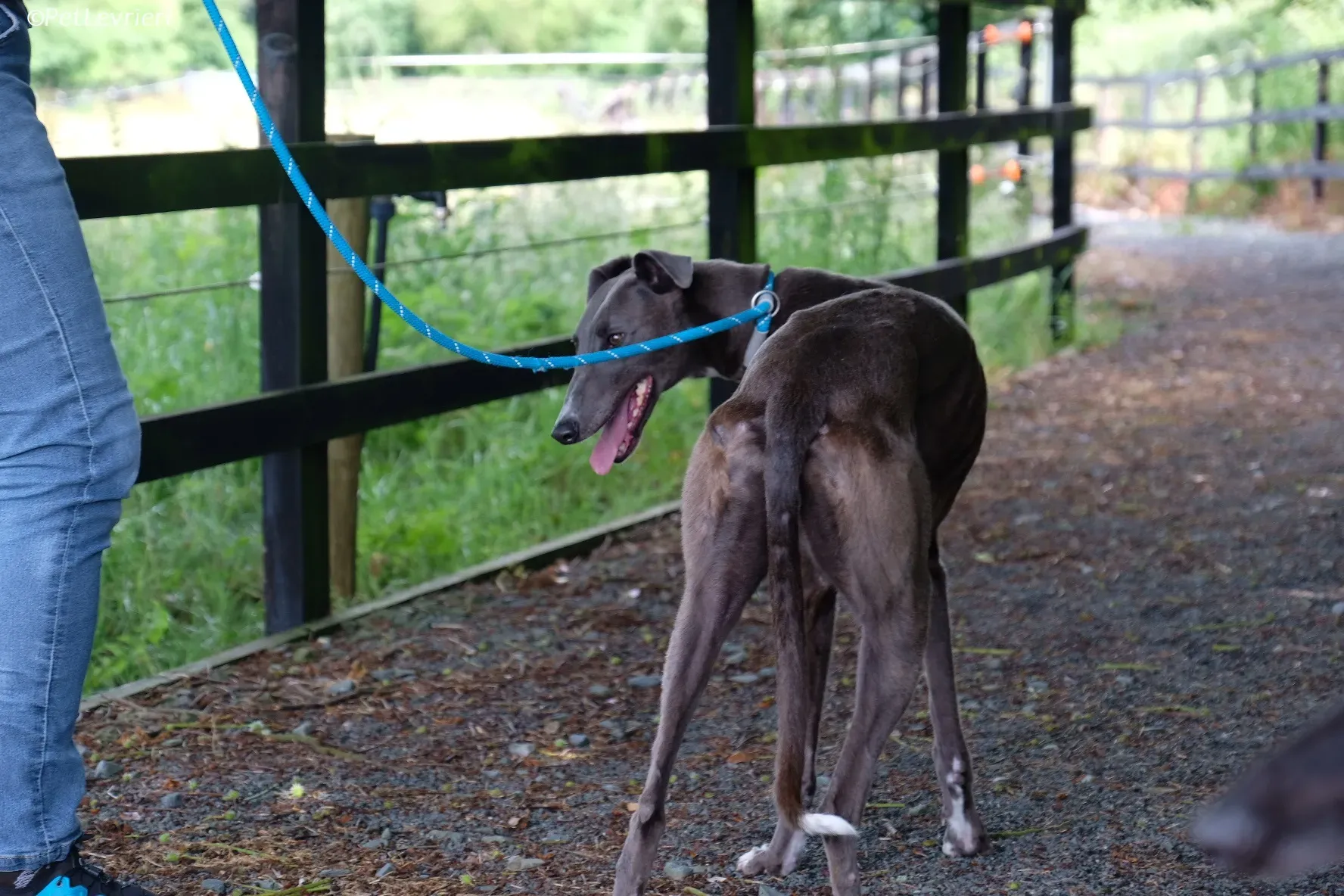 Roxy adozione levrieri greyhound 31