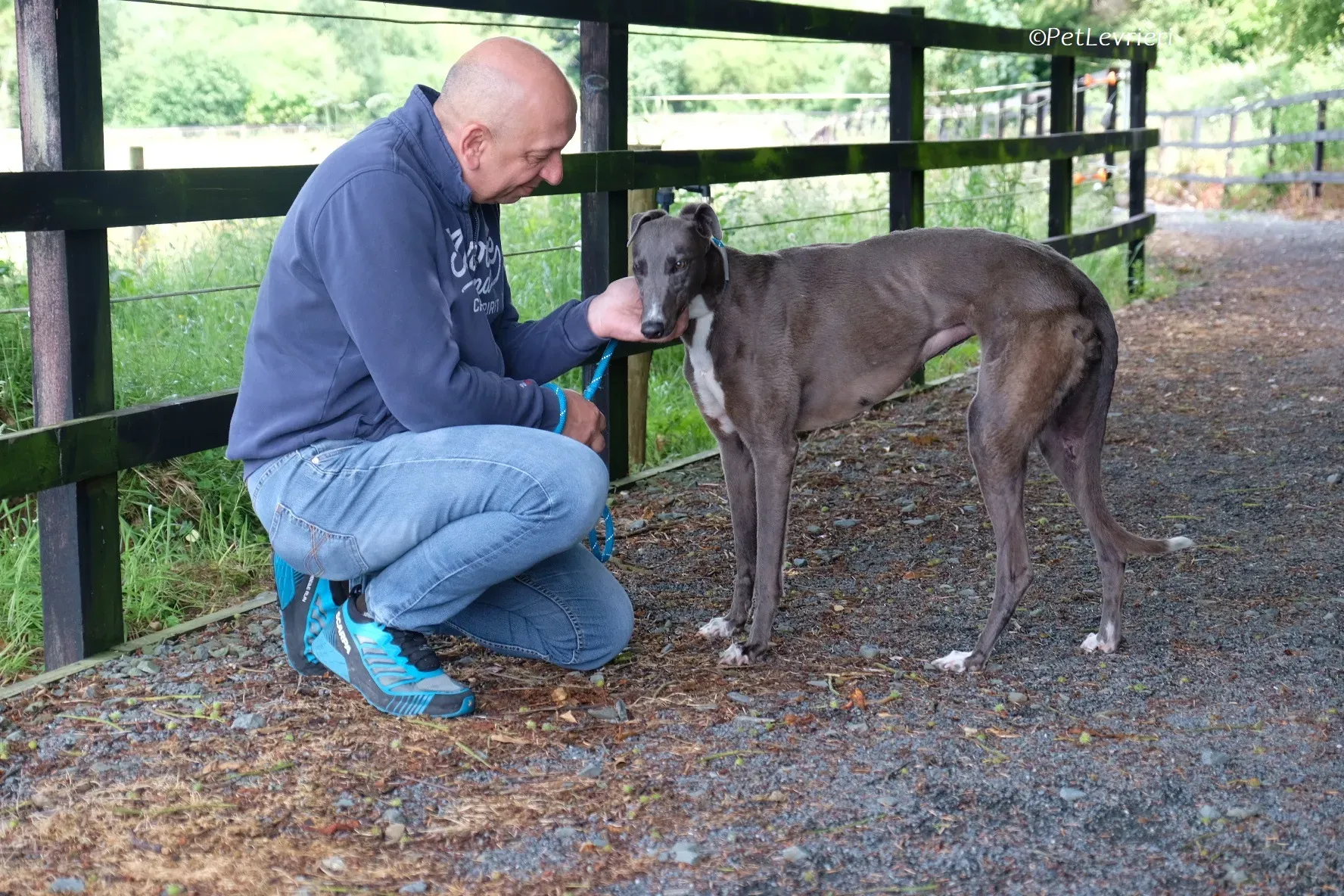 Roxy adozione levrieri greyhound 32