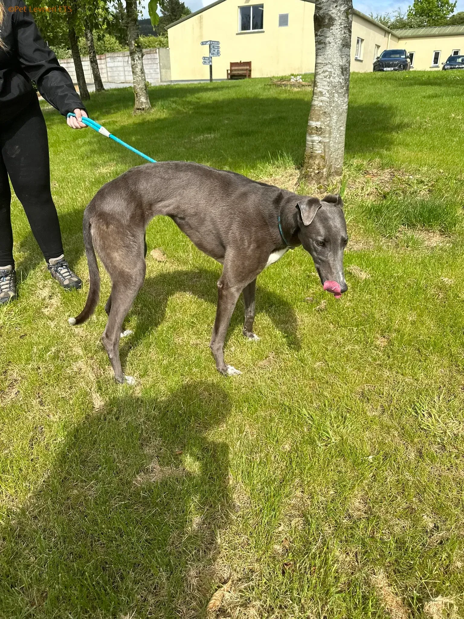 Roxy adozione levrieri greyhound 4 1