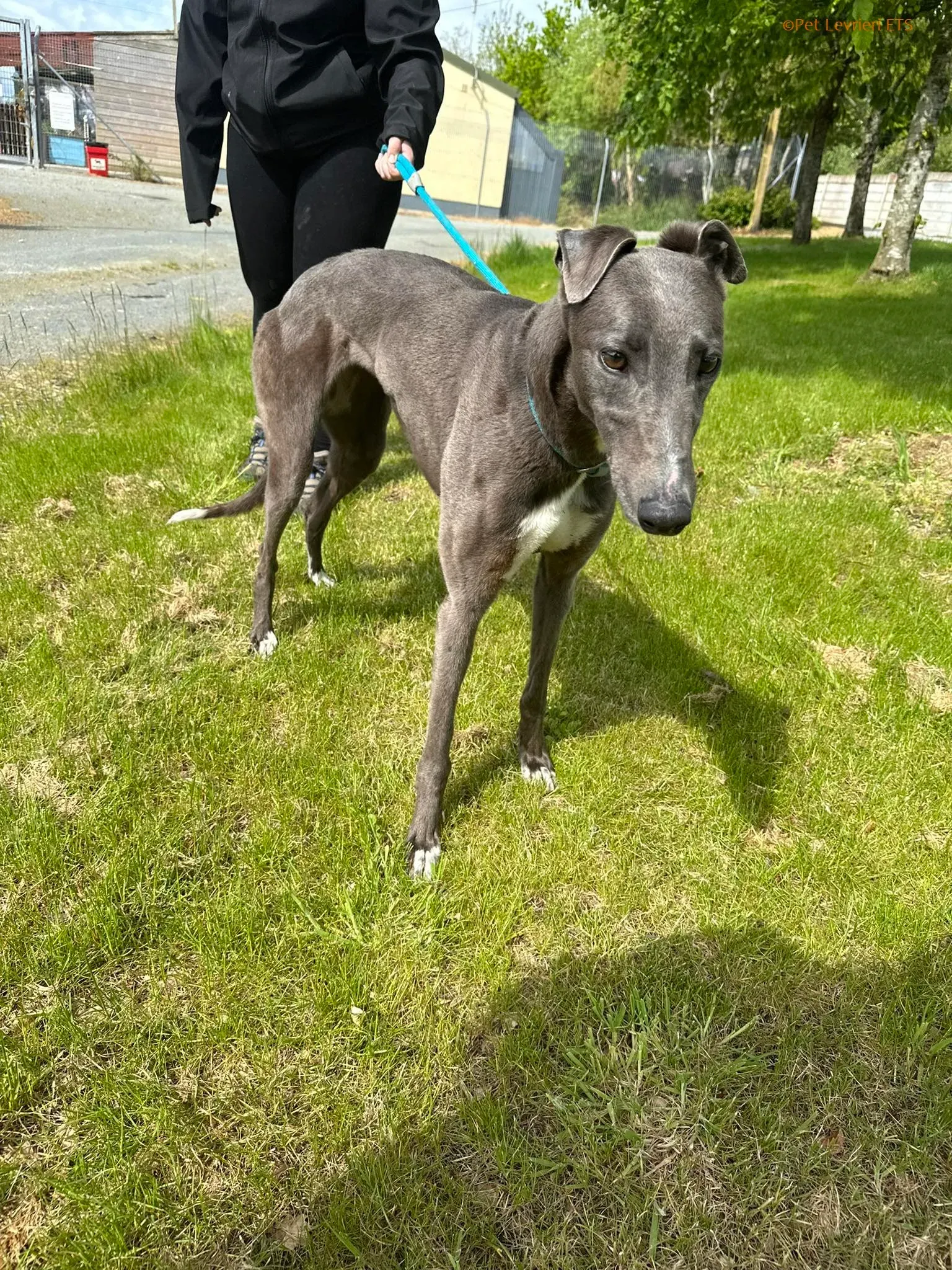 Roxy adozione levrieri greyhound 5 1