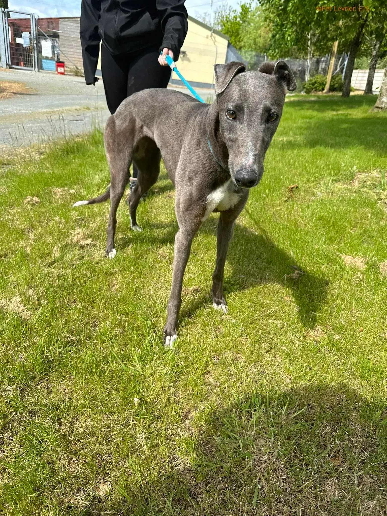 Roxy adozione levrieri greyhound 6 1