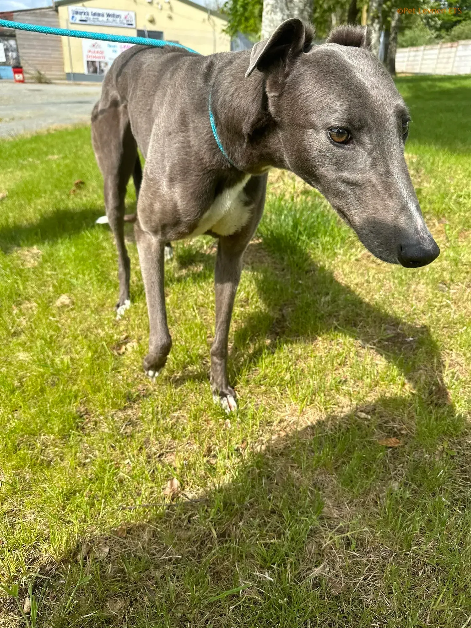 Roxy adozione levrieri greyhound 9 1