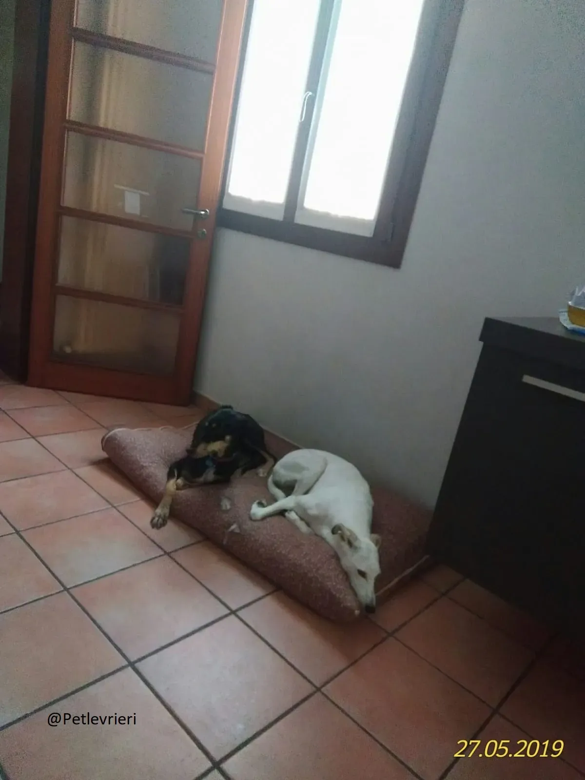 Roxy lurcher adozionelevrieri 1