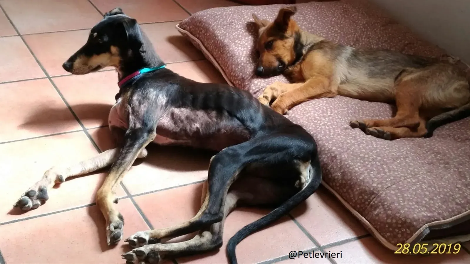 Roxy lurcher adozionelevrieri 2