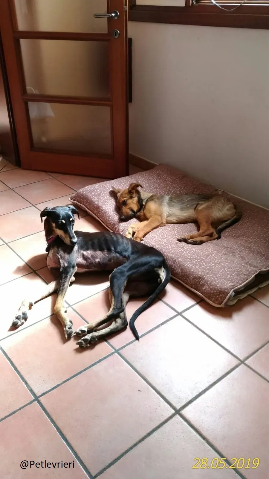 Roxy lurcher adozionelevrieri 3