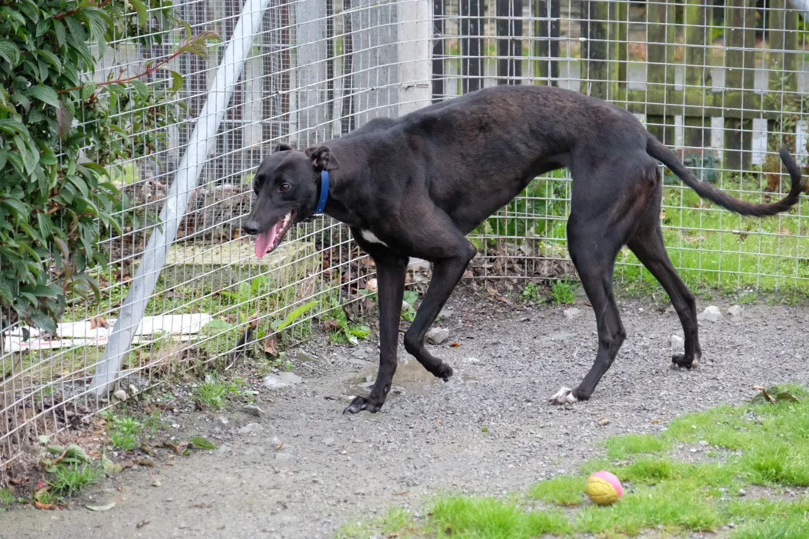 Royce Lily Greyhound Adozione Levrieri 1