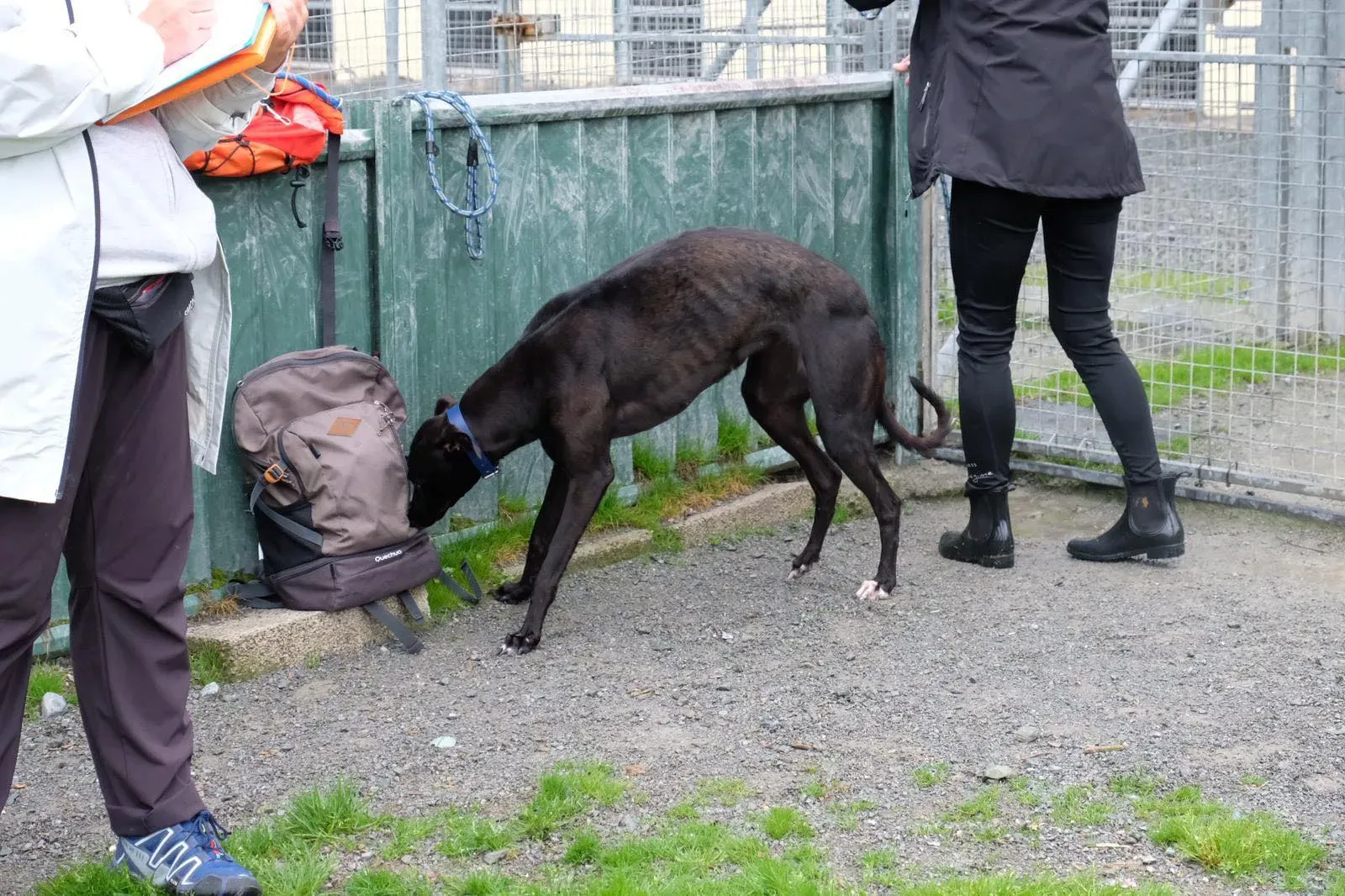 Royce Lily Greyhound Adozione Levrieri 10