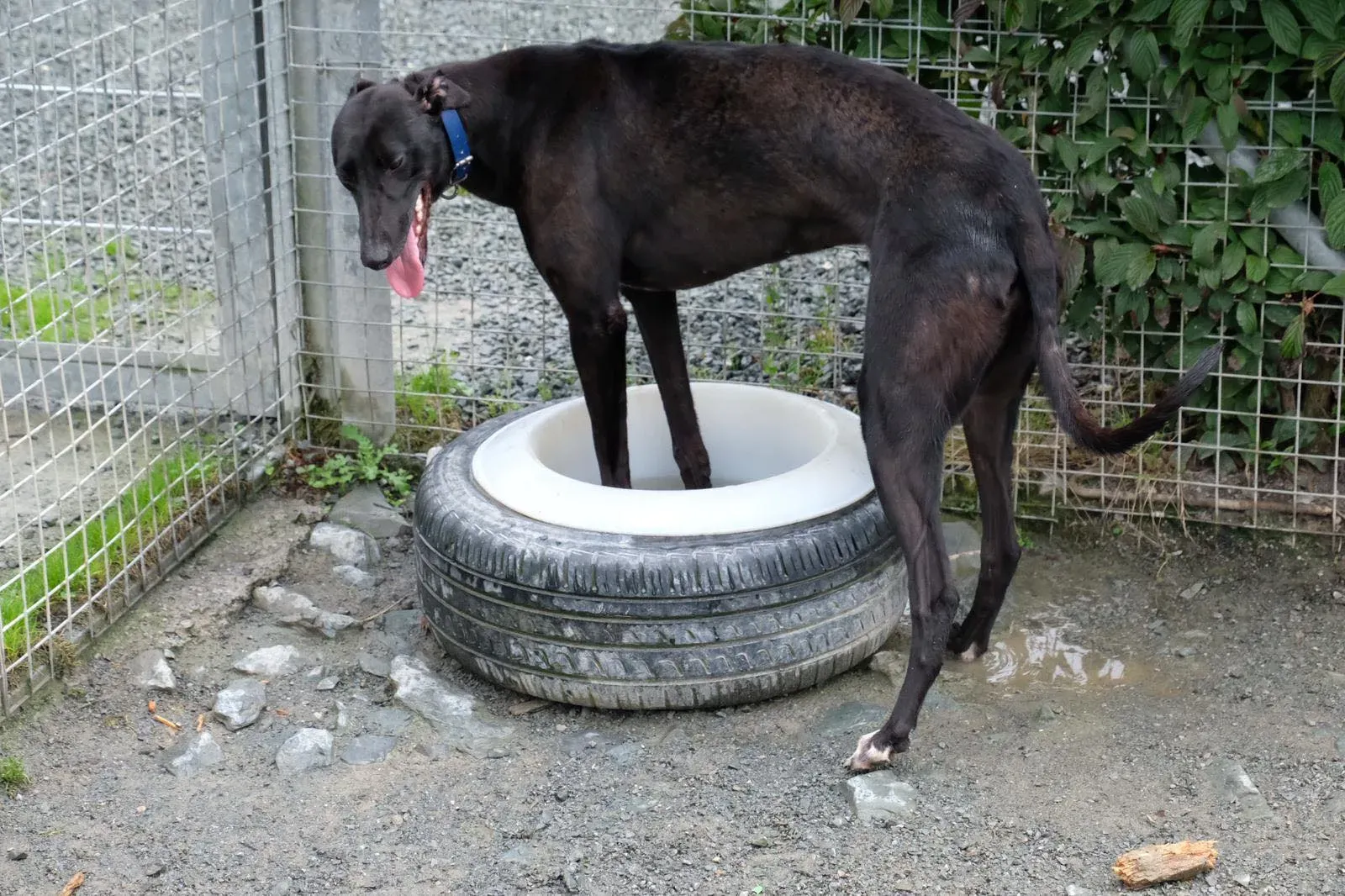 Royce Lily Greyhound Adozione Levrieri 2