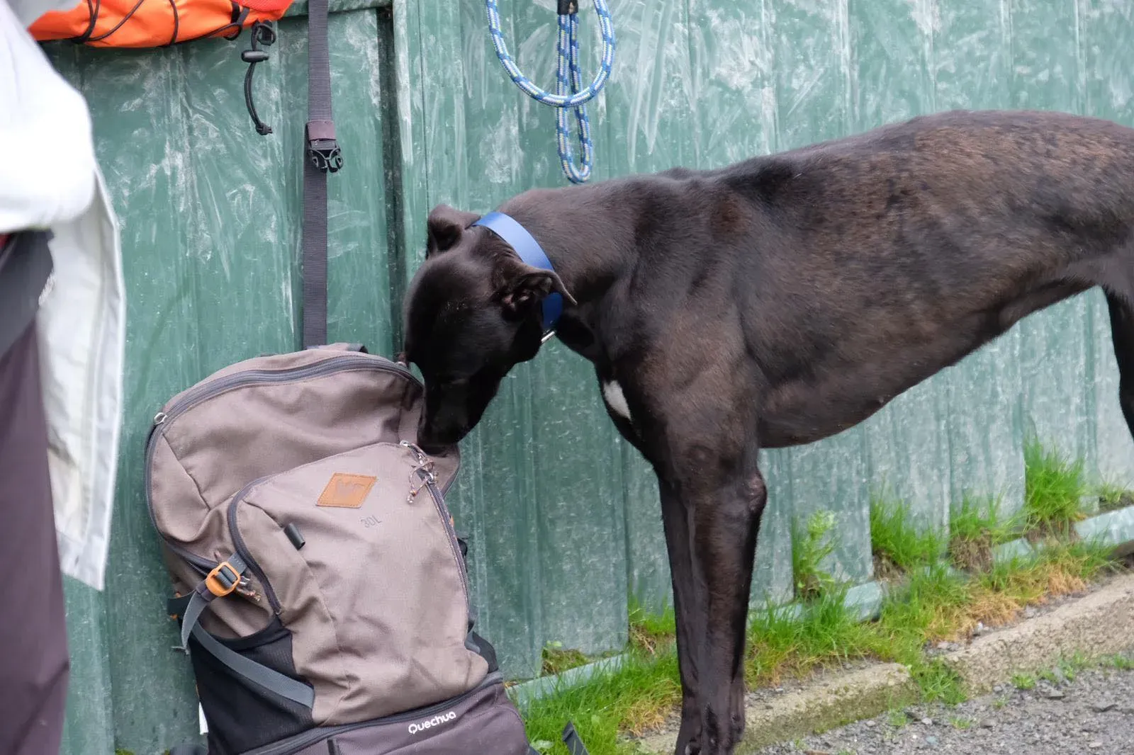 Royce Lily Greyhound Adozione Levrieri 3