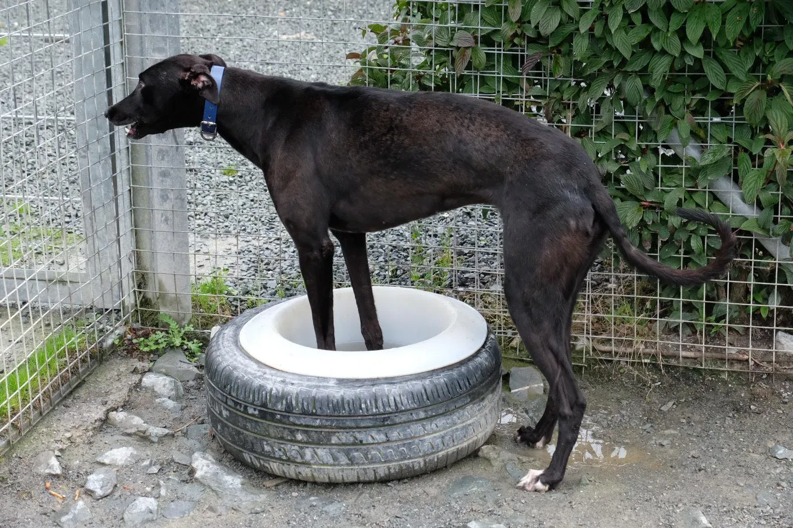 Royce Lily Greyhound Adozione Levrieri 4