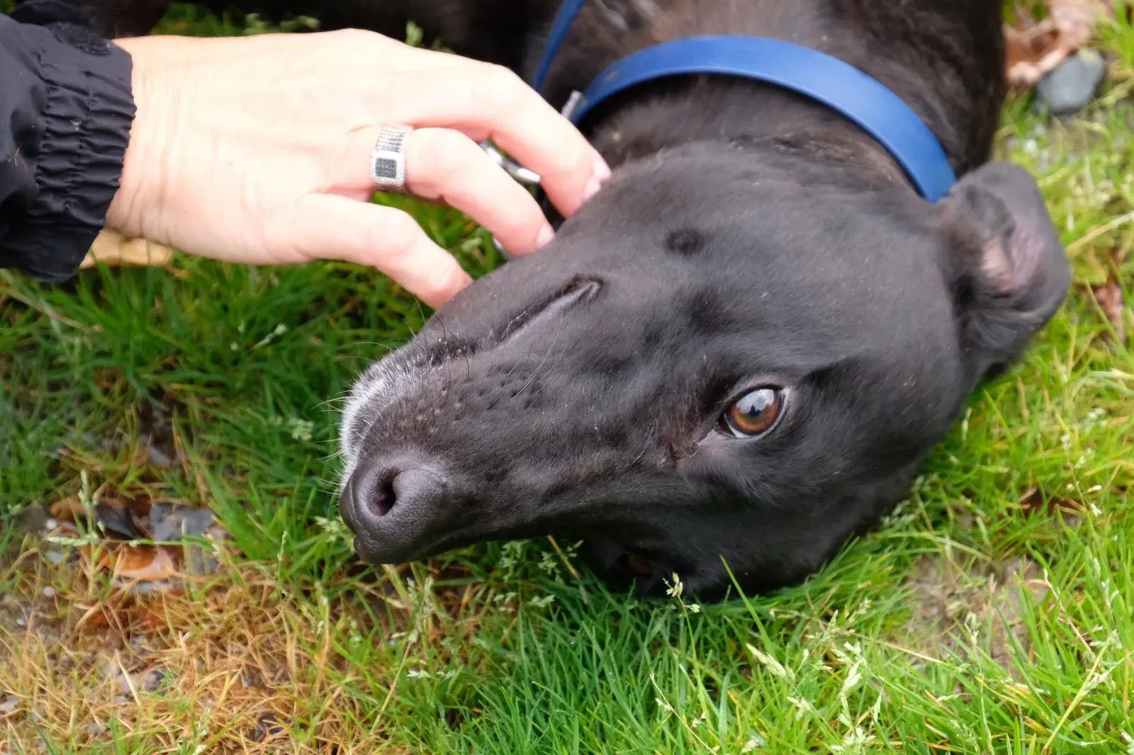 Royce Lily Greyhound Adozione Levrieri 5