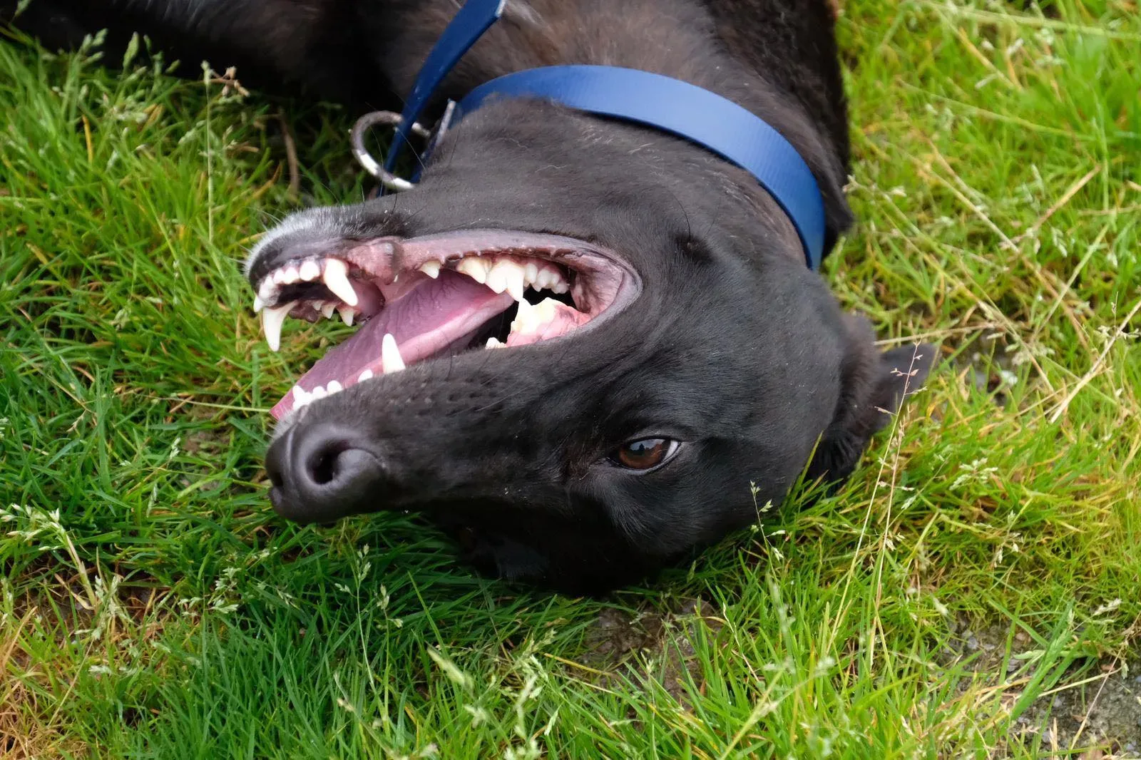 Royce Lily Greyhound Adozione Levrieri 6