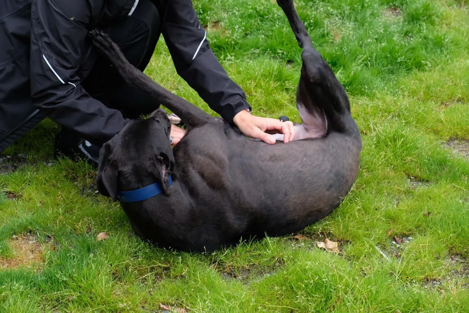 Royce Lily Greyhound Adozione Levrieri 7