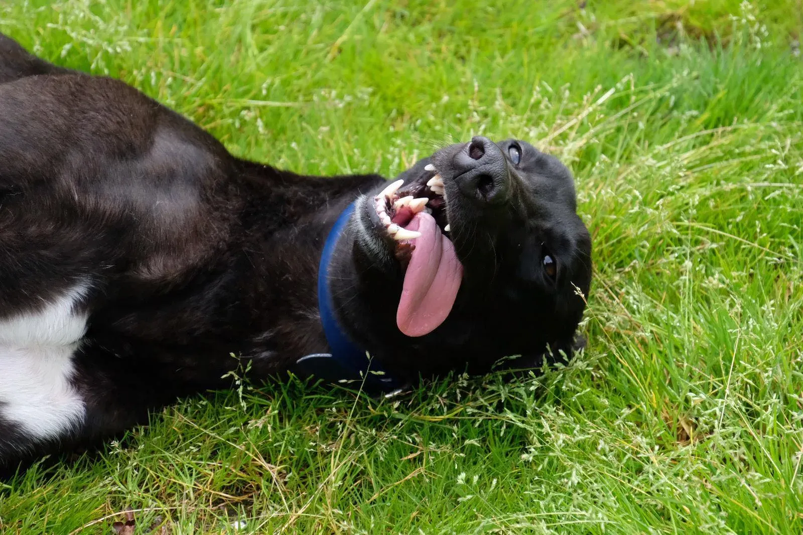 Royce Lily Greyhound Adozione Levrieri 8