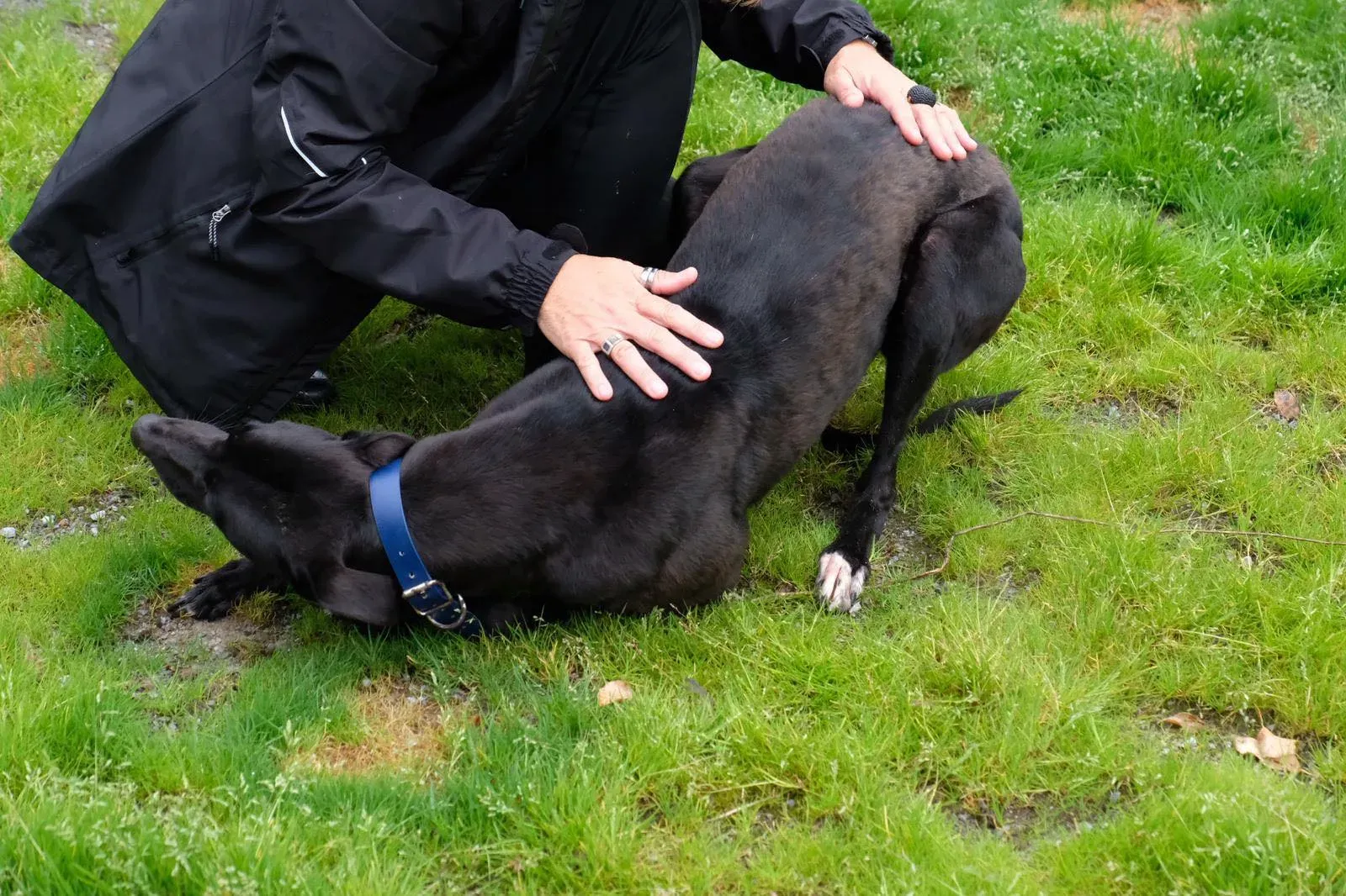 Royce Lily Greyhound Adozione Levrieri 9