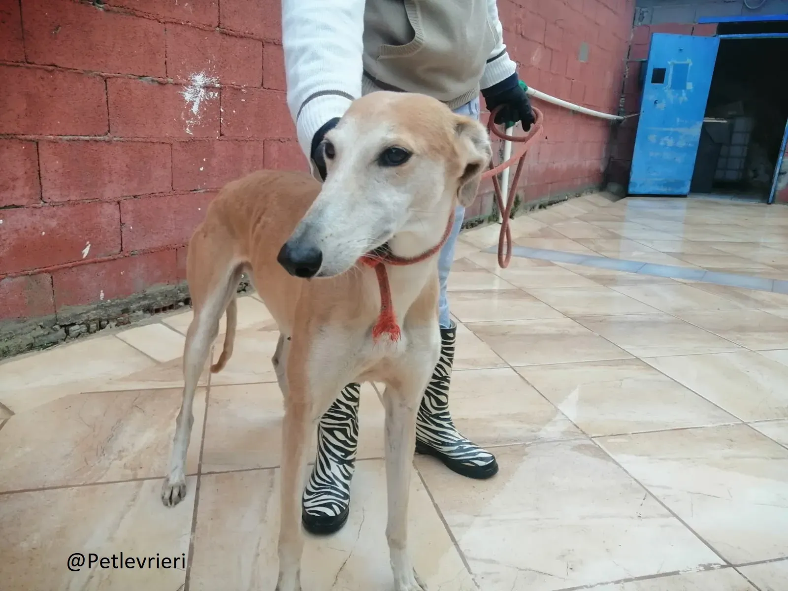 Rubia adozione levrieri galgo 01