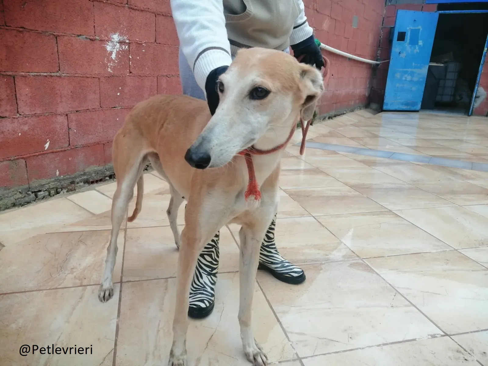 Rubia adozione levrieri galgo 02