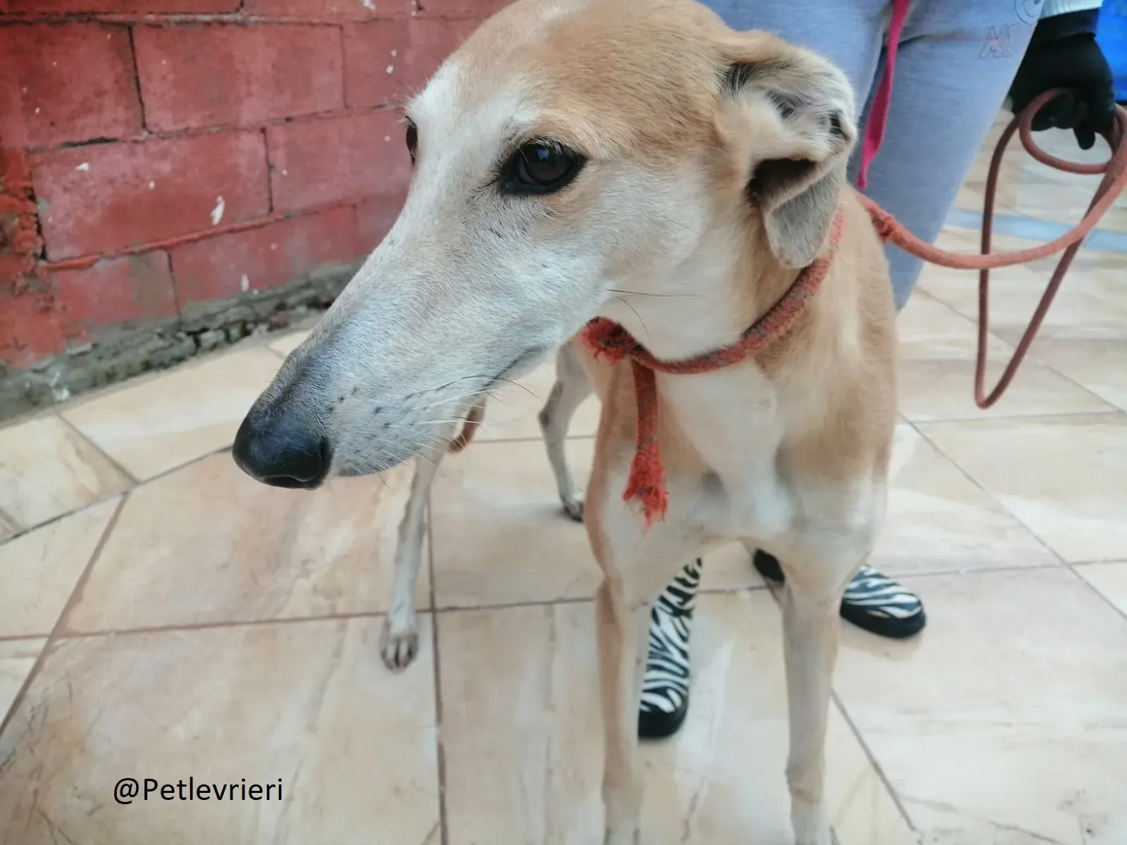 Rubia adozione levrieri galgo 03