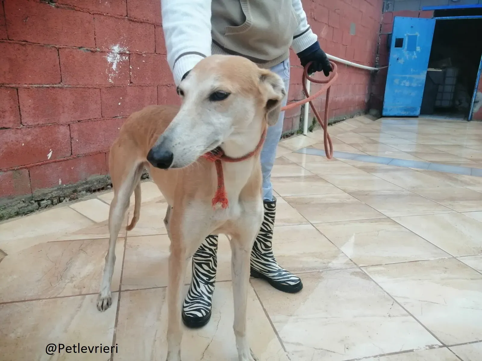 Rubia adozione levrieri galgo 04