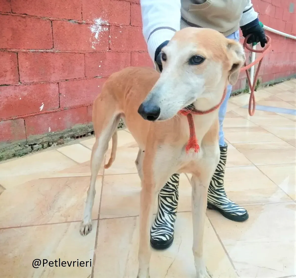 Rubia adozione levrieri galgo 05