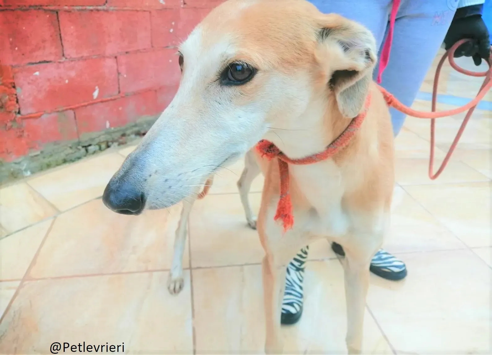 Rubia adozione levrieri galgo 06