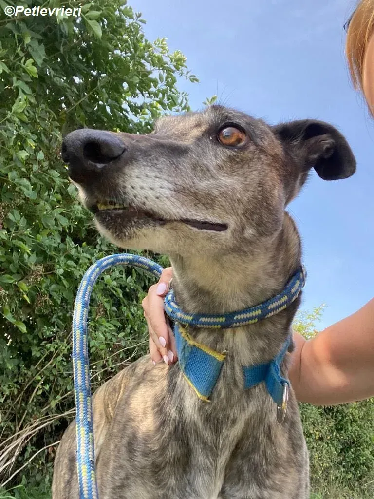 Ruby adozione levrieri greyhound 10