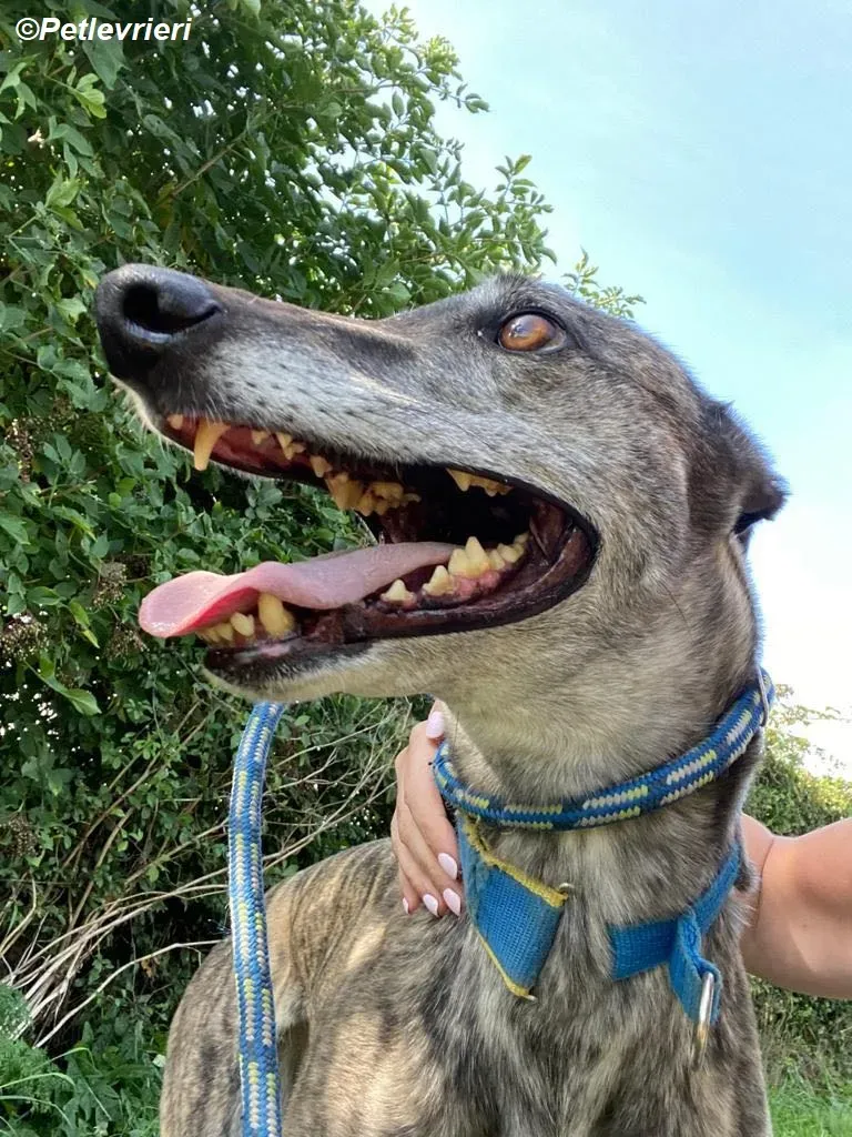 Ruby adozione levrieri greyhound 12