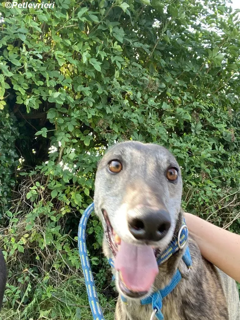 Ruby adozione levrieri greyhound 13