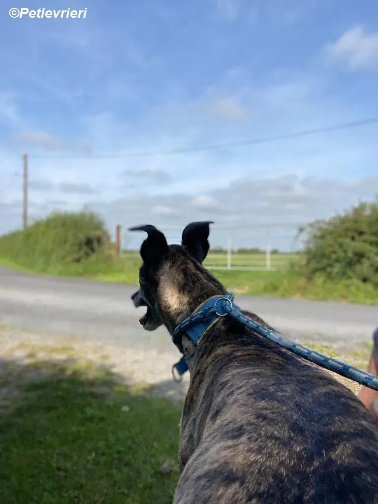 Ruby adozione levrieri greyhound 14